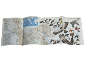 1979 National Geographic Bird Migration - Image 3