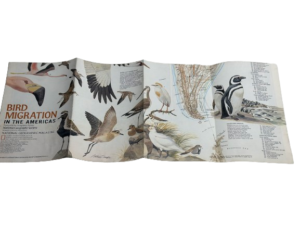 1979 National Geographic Bird Migration - Image 7