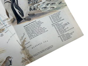 1979 National Geographic Bird Migration - Image 8