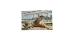 Tiger Flamingo Park Postal Card
