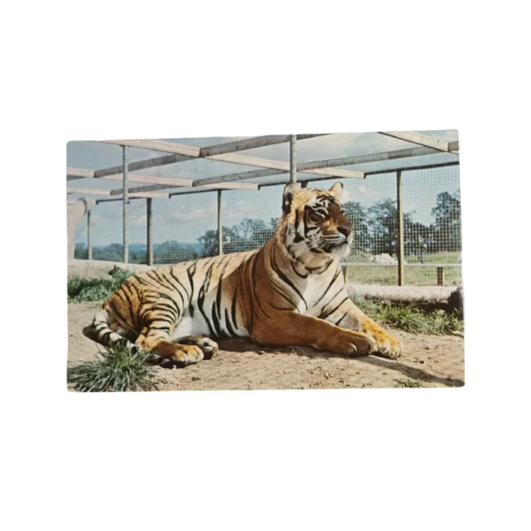 Tiger Flamingo Park Postal Card