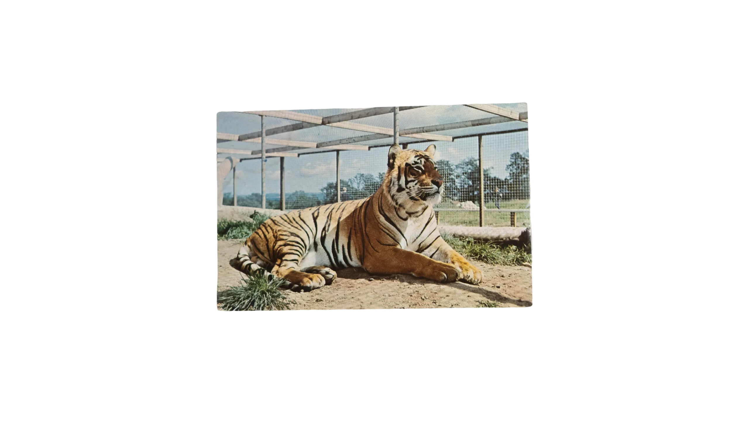 DSC03757 Tiger Flamingo Park Postal Card - Image 1