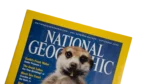 Meerkats Stand Tall – National Geographic Magazine / 2002 - Image 2