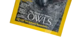 The Magic Of Snowy Owls – National Geographic Magazine / 2002 - Image 3