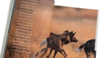 Africa's Wild Dogs – National Geographic Magazine / 1999 - Image 5
