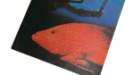 The Super Book of the Underwater World - Image 3