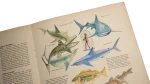 The Super Book of the Underwater World - Image 8