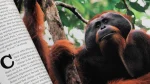 Apes and Humans National Geographic 1992 - Image 9