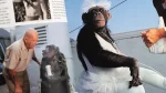 Apes and Humans National Geographic 1992 - Image 11