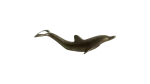 Dolphin-Shaped Bottle Opener - Image 3