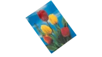 Tulip Biconvex 3D Postcard - Image 2