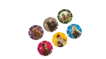 6 Harry Potter Tazos - Image 2