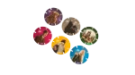 6 Harry Potter Tazos - Image 3