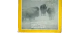 Buffalo Back Home National Geographic Magazine 1994 - Image 3