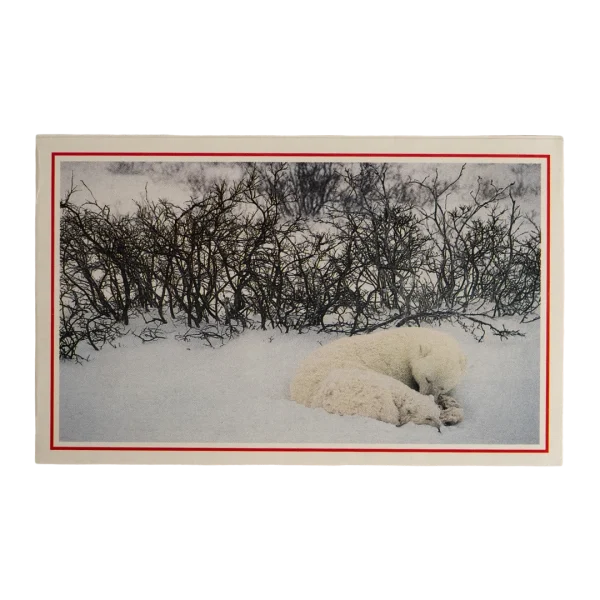 Sleeping Polar Bear Postcard