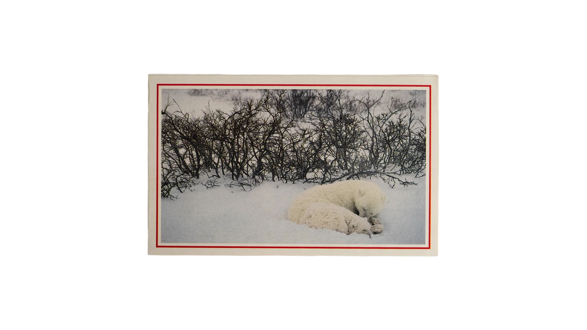 71 DSC08153 71 Sleeping Polar Bear Postcard - Image 1