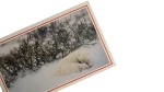 Sleeping Polar Bear Postcard - Image 2