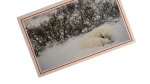 Sleeping Polar Bear Postcard - Image 3